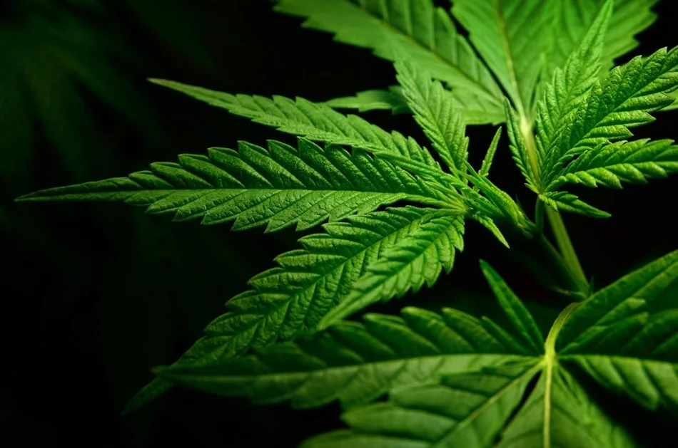 Real-Life Results: How Users Improve Sleep and Stress Levels with CBD and THCA