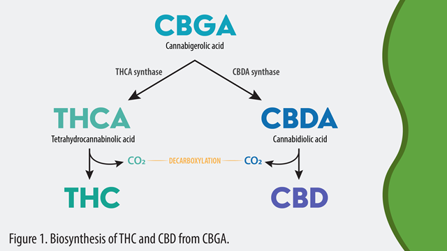 How CBD and THCA Interact with the Endocannabinoid System