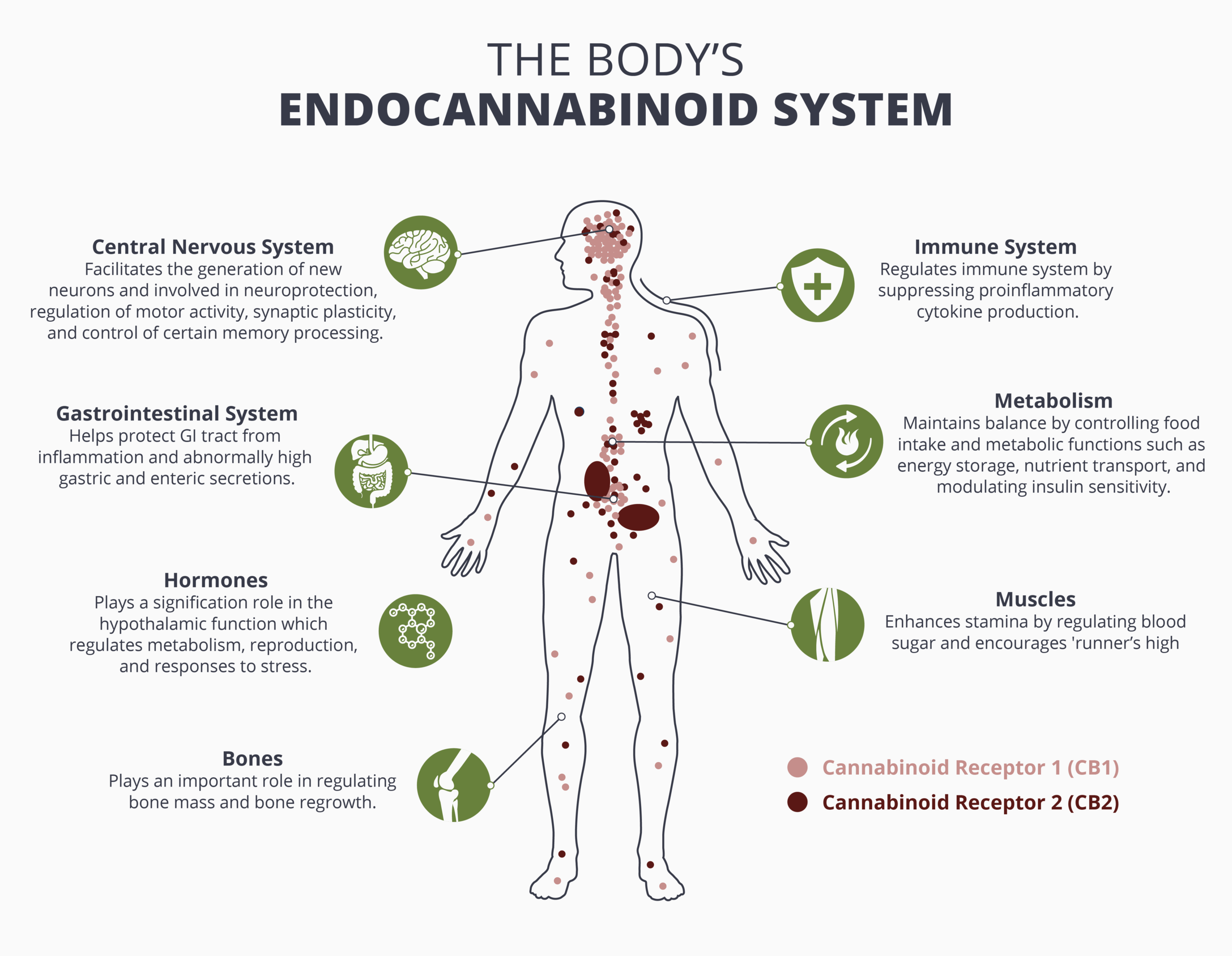 The Connection Between Sleep, Recovery, and the Endocannabinoid System